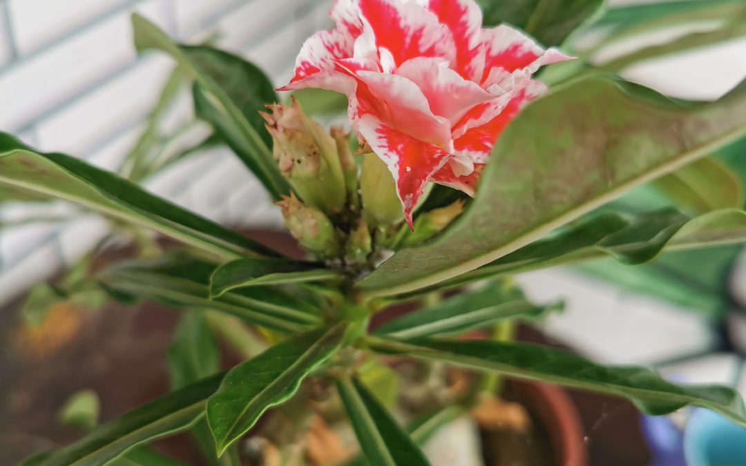 A Desert Rose Knows Best the True Meaning of Productivity